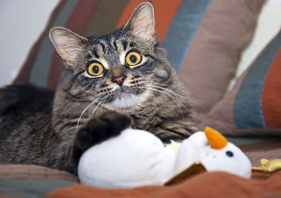 德国女子团体追逐赛选手在决赛中获得铜牌，德国女子突队